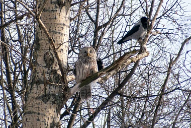 В рязанском парке вороны атаковали сову
