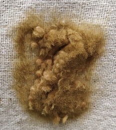 Биолог Николаева объяснила нашествие шелкопряда в Рязанской области