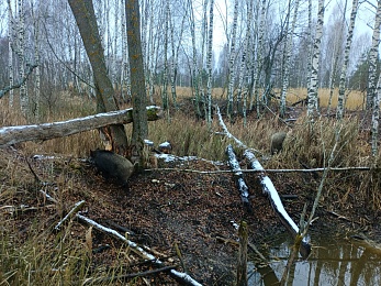 Кабаны в Окском заповеднике вели учёт бобров