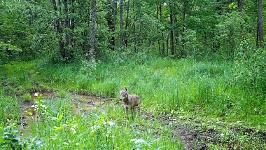 Окский заповедник показал снимки волков и рыси с фотоловушек