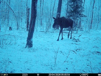 Рязанцам рассказали, что делать при встрече с волком в лесу