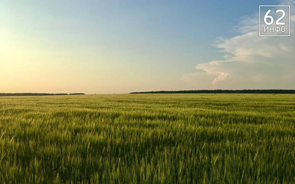 Тёплая погода без осадков ожидается в Рязанской области 25 мая - 62ИНФО