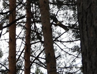 Рязанец в образе лешего подстерег редкую птицу