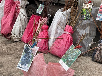 Рязанцы могут купить саженцы и рассаду на выставке «Сад-огород» до 23 апреля