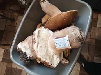 В мещерских лесах нашли гигантские грибы