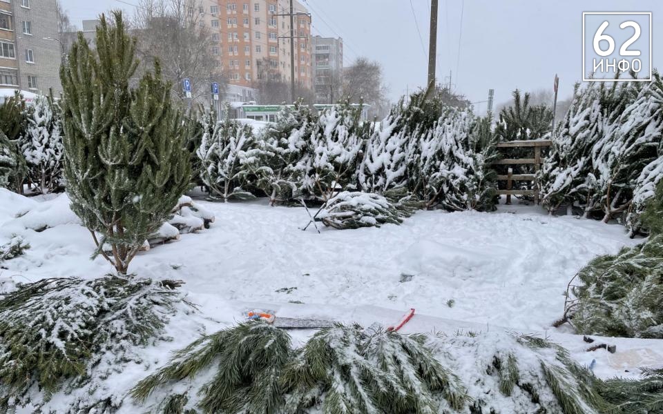 Съедят животные: рязанцам рассказали, куда можно утилизировать ёлки - 62ИНФО