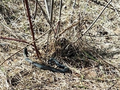 В Рязанской области сфотографировали еще одну гадюку