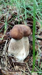 "Будет волна": рязанские леса заполняют белые грибы-гиганты