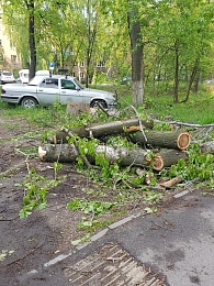 В рязанском посёлке Соколовка вырубают тополя