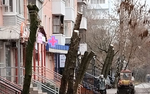 Рязанцы вновь жалуются на кронирование деревьев до пней