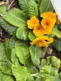 В Старый Новый год в Рязани зацвели примулы