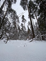 Зимние развлечения: чем заняться в Рязани в снежном январе