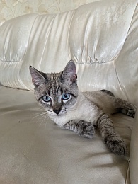 Рязанцы путешествовали со своими домашними питомцами в Испанию, Турцию, Болгарию  