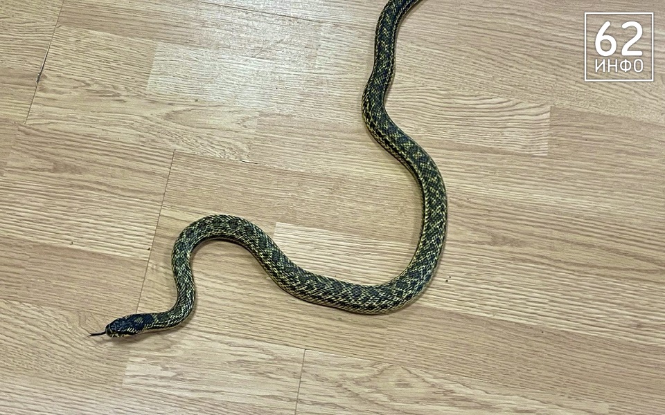 В подъезде дома в Рязани поймали экзотическую змею - 62ИНФО
