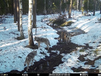 В Окском заповеднике сфотографировали жизнерадостных бобров и голодных волков