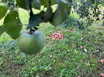 Яблочный Спас: традиции и история праздника Преображения Господня