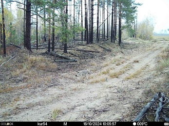 В Рязанской области волки начали выходить на дороги