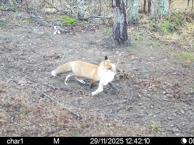 Фотоловушка Окского заповедника запечатлела трагический эпизод