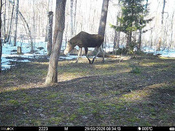 В Окском заповеднике сфотографировали жизнерадостных бобров и голодных волков