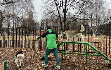 Где в Рязани гулять с собакой: официальные площадки и запрещенные места для выгула 