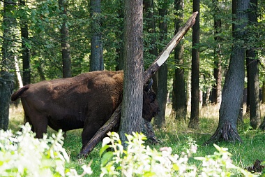 Рязанский зубр поразил жонглированием бревном Приокско-Террасный заповедник