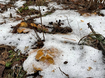 Грибники, к бою: в январе рязанские леса заполонили опята