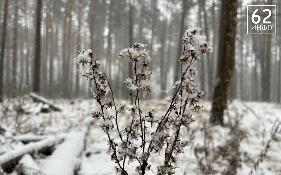 В Рязанской области ударят настоящие морозы - 62ИНФО