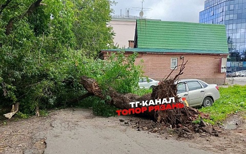 В Рязани дерево рухнуло на автомобиль