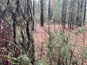 Аномальный февраль: в лесах под Рязанью распускается листва и растут грибы