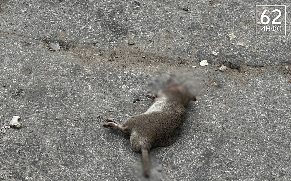 На парковке у ТРЦ «Виктория Плаза» в Рязани обнаружили мёртвую крысу - 62ИНФО