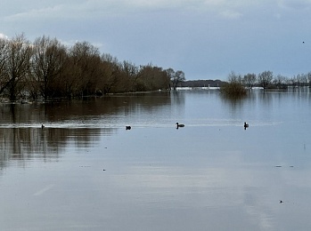 Рязанское море: фото разлива Оки