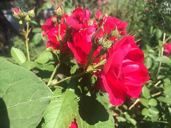 В Рязанской области 5 июля будет +31°С и переменчивый ветер до 8 м/с