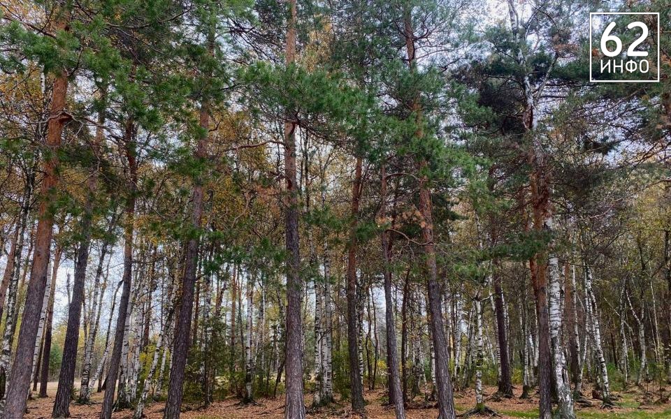 Павел Малков: в Рязанской области в 2025 году усилят патрули и проверки в лесах - 62ИНФО