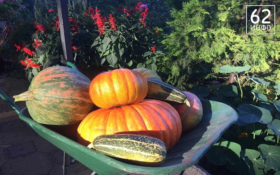 Что сделать с тыквой: простые и необычные рецепты и идеи - 62ИНФО Что сделать с тыквой: простые и необычные рецепты и идеи - 62ИНФО