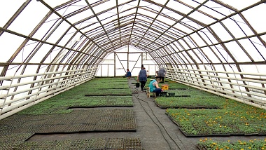 Для городских клумб выращивают более 430 тысяч рассады в теплицах ДБГ Рязани 