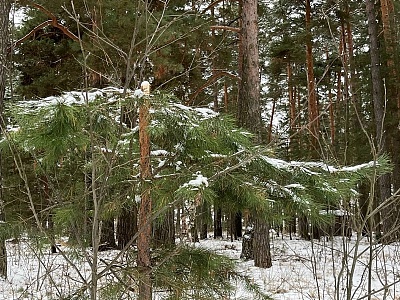 В Рязанской области 20 декабря будет тепло и скользко