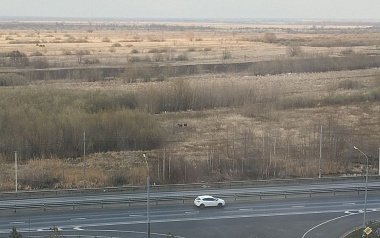 На Муромском шоссе в Рязани заметили двух лосей