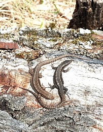 Змей Горыныч: в рязанских лесах ползают целые компании гадюк и ужей