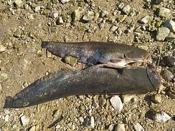 В Рыбновском районе выловили 60-килограммового сома