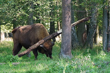 Рязанский зубр поразил жонглированием бревном Приокско-Террасный заповедник