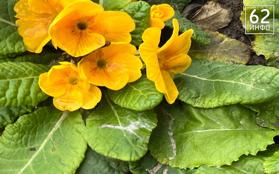 В Старый Новый год в Рязани зацвели примулы - 62ИНФО