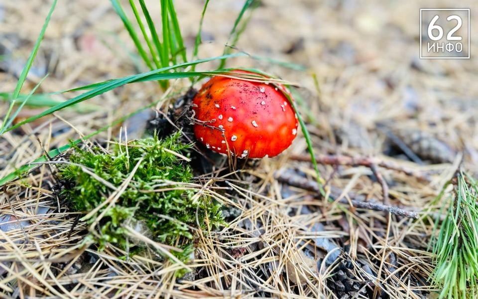 Первое апреля встретит рязанцев погодой в +19 градусов - 62ИНФО