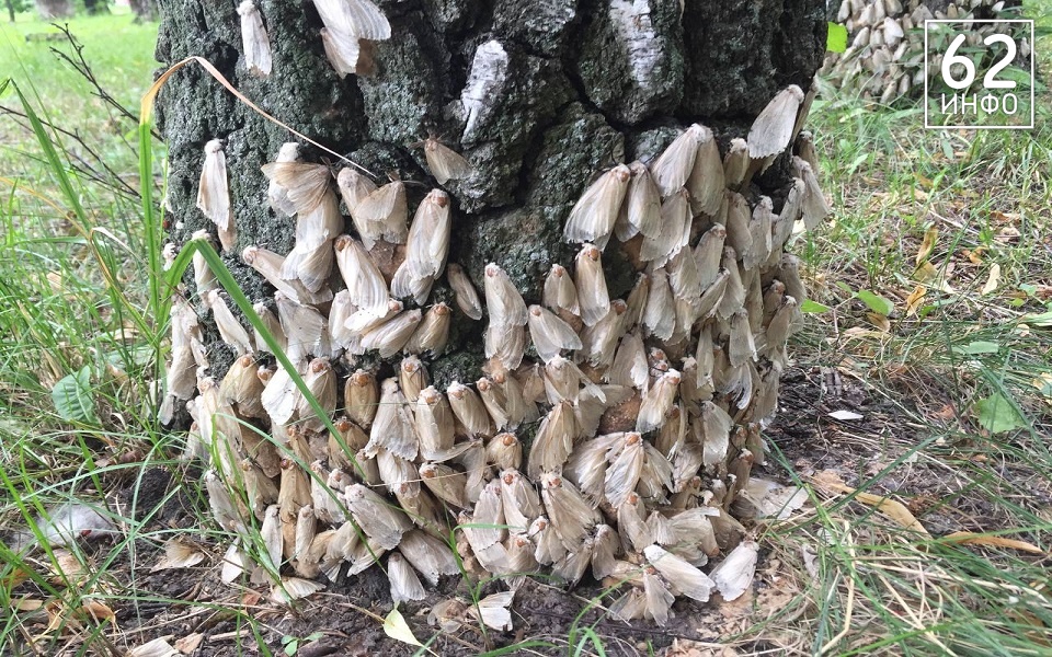 Рязанские эксперты рассказали, как бороться с непарным шелкопрядом - 62ИНФО