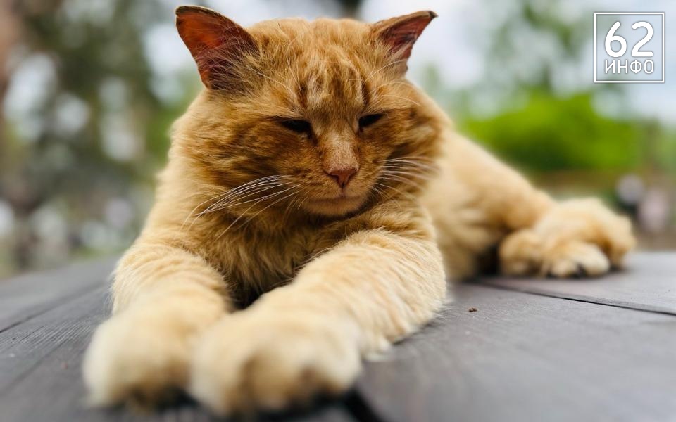 Рязанцев пригласили на выставку «Пойдём домой» 27 июля - 62ИНФО