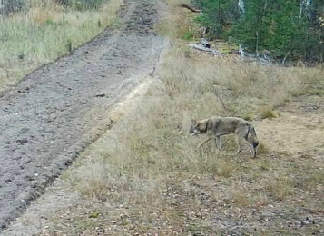 Волчью стаю заметили в рязанских лесах