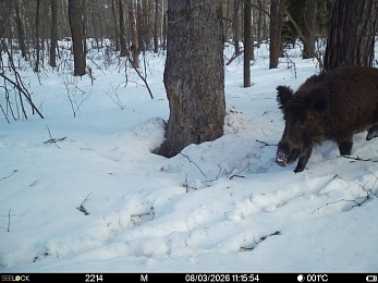 В рязанском лесу сфотографировали инфернального зайца