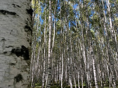 В Рязанскую область в конце сентября возвращается лето
