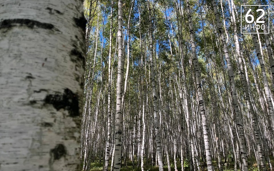 В Рязанскую область в конце сентября возвращается лето - 62ИНФО
