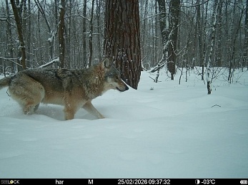 «Время лося»: Окский заповедник поделился моментами звериной жизни