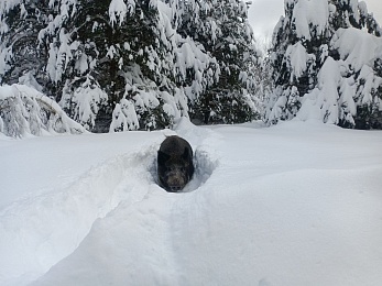 В Окском заповеднике зафиксирована рекордная глубина снега